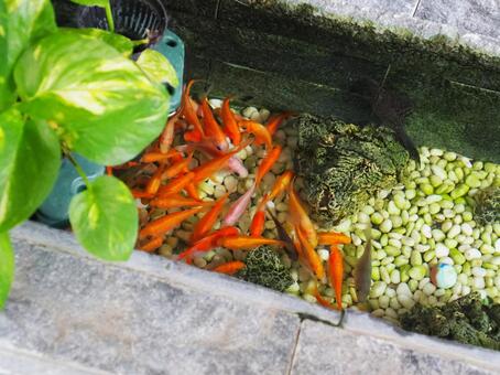 台湾 台南 安平老街12 台湾,台南,安平の写真素材