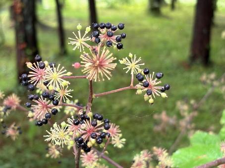 ウド(秋) 02 ウド(秋) 02 独活,ウド,植物の写真素材