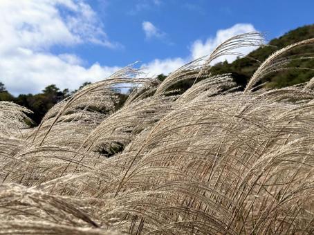 黄金色に輝くススキ 黄金色に輝くススキ ススキ,秋,秋の景色の写真素材