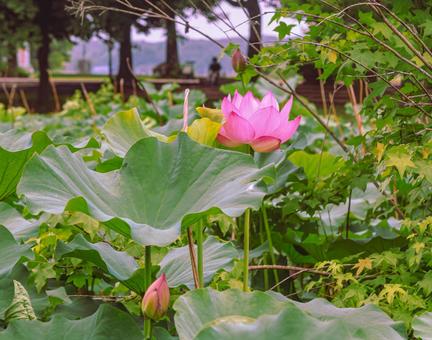 ハスの花12 ハスの花12 ハス,ハス池,背景の写真素材