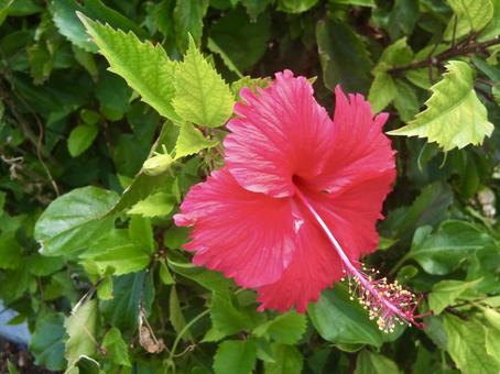 ハイビスカス ハイビスカス,花,沖縄の写真素材