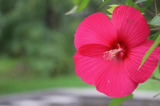 赤い花びらのタイタンビカスの花のアップ 赤い花びらのタイタンビカスの花のアップの写真