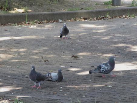 酷暑の日陰で休む鳩と雀 酷暑の日陰で休む鳩と雀の写真