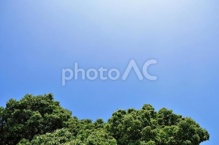 臨海パークの風景 陽射し,横浜,臨海パークの写真素材
