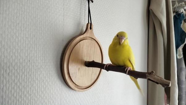 我が家のインコ セキセイインコ,インコ,かわいいの写真素材