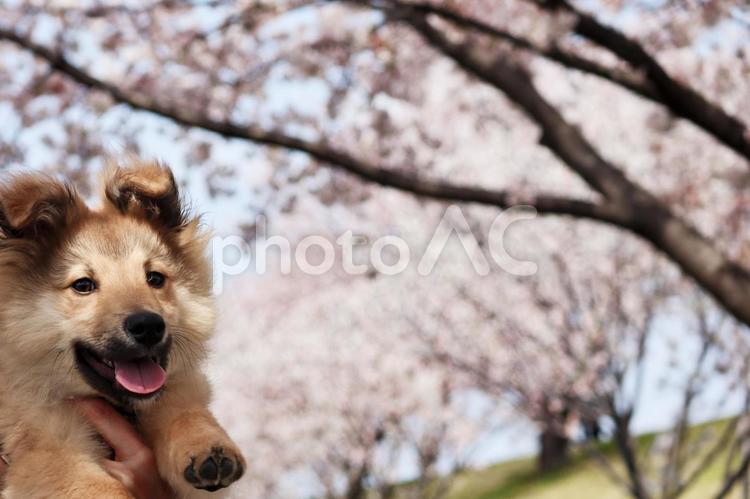 犬と桜 桜,犬,春の写真素材