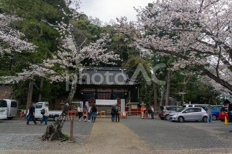 2018年静岡まつりの桜 静岡まつり,静岡浅間神社,桜の写真素材