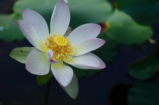 神聖な花 神聖な花の写真