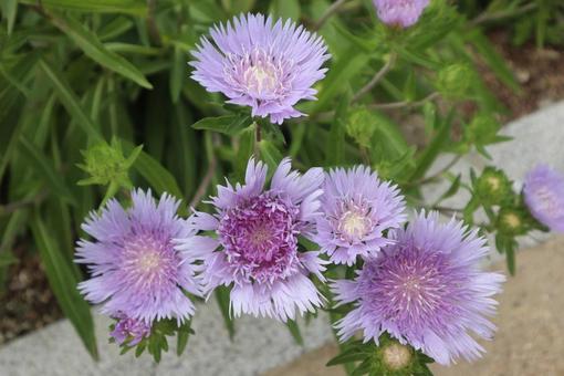 瑠璃菊 瑠璃菊の写真