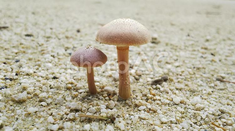 仲よしキノコ キノコ,自然,菌類の写真素材