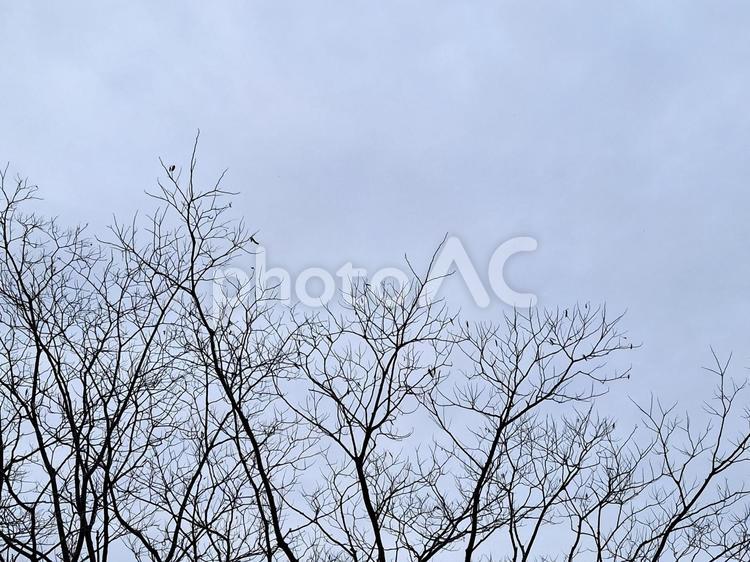 冬枯れの枝と曇り空 木の枝,寒い,木の写真素材