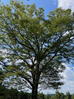 欅 ケヤキ 落葉広葉樹 青空 白雲 秋 欅 ケヤキ 落葉広葉樹 青空 白雲 秋の写真