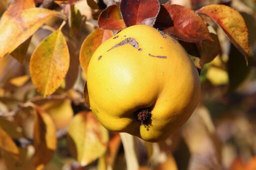 花梨 果実,樹木,果物の写真素材
