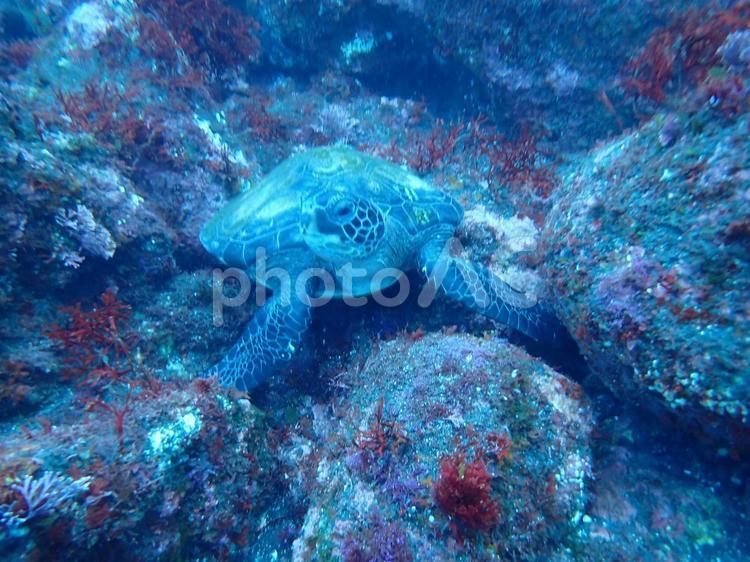 これから泳ぐアオウミガメ ウミガメ,アオウミガメ,爬虫類の写真素材
