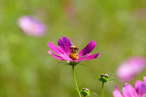 宮崎県西都市の西都原古墳群のコスモス 宮崎県,西都市,西都原古墳群の写真素材