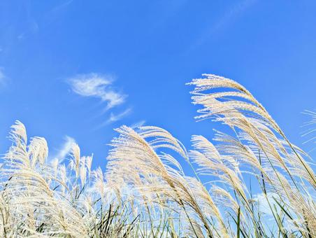 快晴の空に輝くすすきの写真