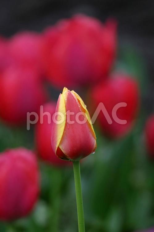色とりどりに咲き誇る赤白黄色 チューリップ,花,ユリ科の植物の写真素材