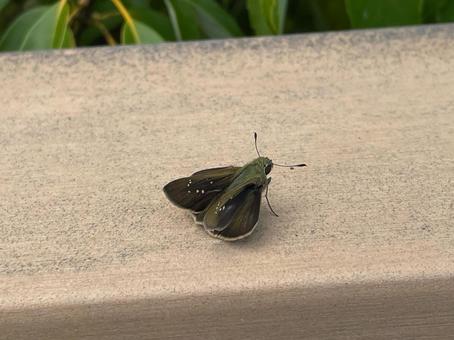 チャバネセセリ 蝶 昆虫  チャバネセセリ 蝶 昆虫  チャバネセセリ,蝶,昆虫の写真素材