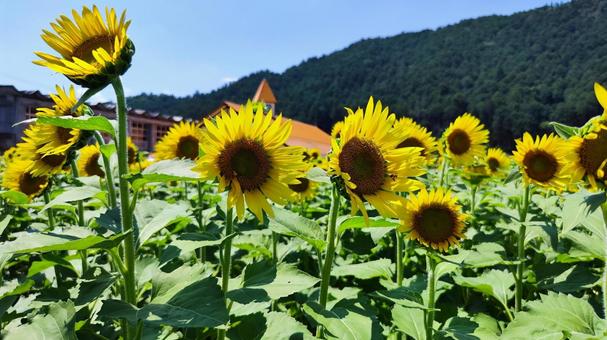 夏を抱きしめる花畑 夏を抱きしめる花畑の写真