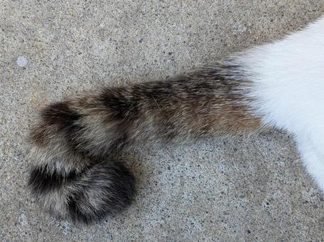 ねこ しっぽ ねこ しっぽの写真