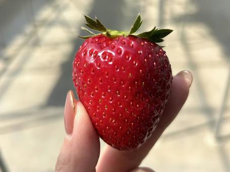 熟したいちご いちご,苺,いちごの花の写真素材