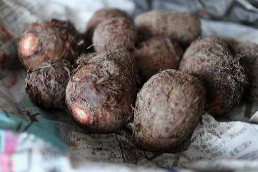 根菜類 サトイモ 根菜類 サトイモの写真