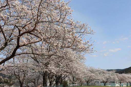 さくら そら さくら そら 桜,空,木の写真素材