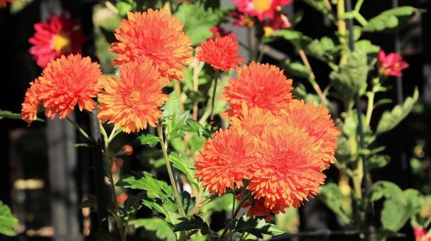 楽寿園の菊まつりにて 菊,秋,花の写真素材