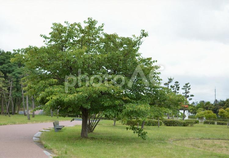 公園の大木とベンチ 公園,大木,ベンチの写真素材