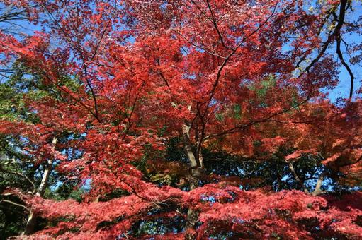 紅葉 紅葉の写真