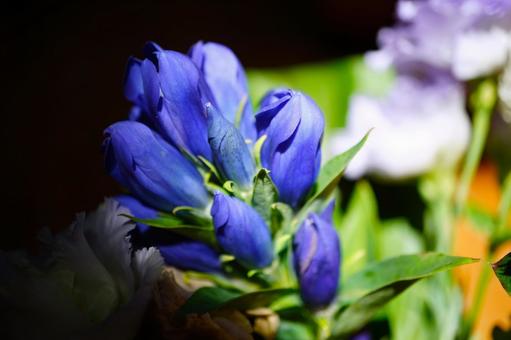 青い花 明るい リンドウ 青い花 明るい リンドウ 花,青い,青い花の写真素材