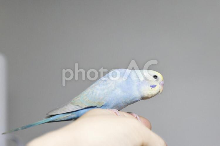 セキセイインコ　手乗り セキセイインコ,生後約５週間,手のりの写真素材