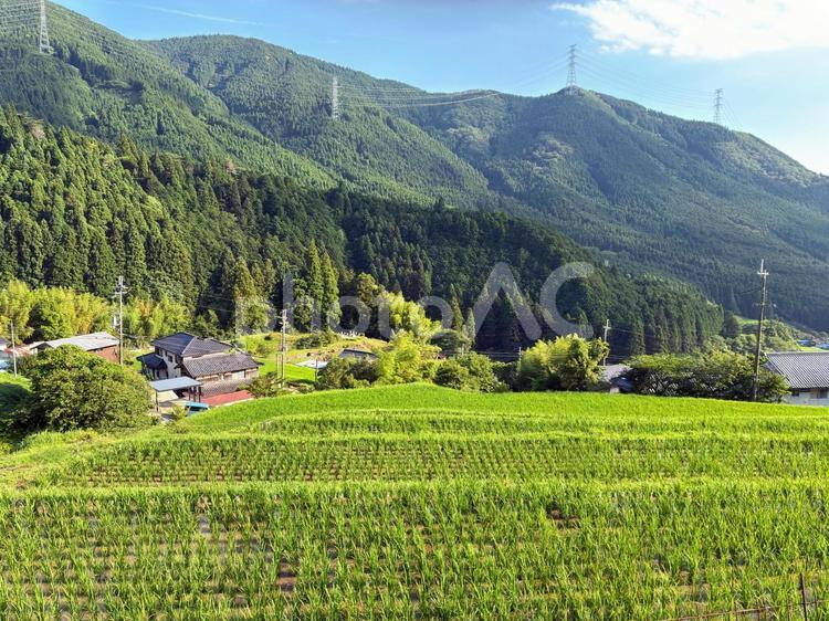 猪篠の棚田 棚田,神河町,猪篠の写真素材