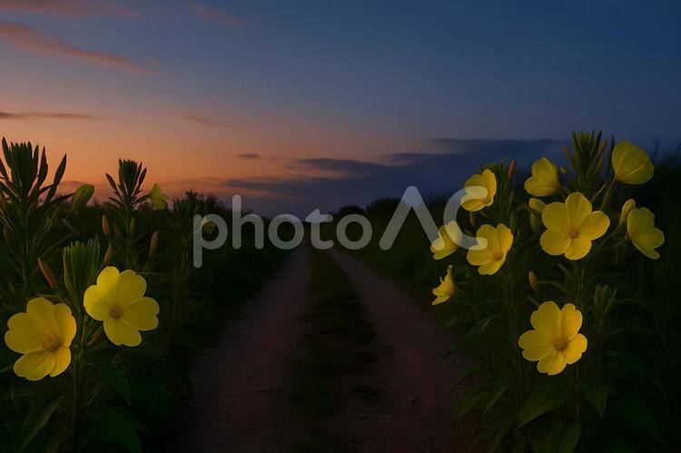 夕暮れの月見草小径 月見草,夕暮れ,小径の写真素材