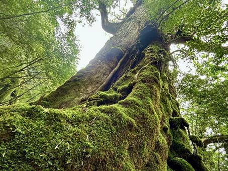 屋久杉 屋久杉の写真