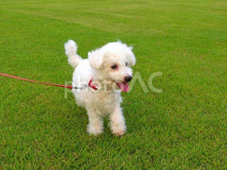 ビションフリーゼと緑の芝生 ビションフリーゼ,犬,ペットの写真素材