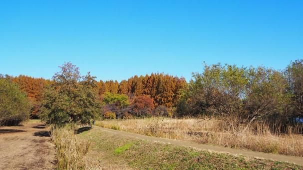 水元公園の紅葉・オレンジ色の木々・葛飾区 秋,水元公園,紅葉の写真素材