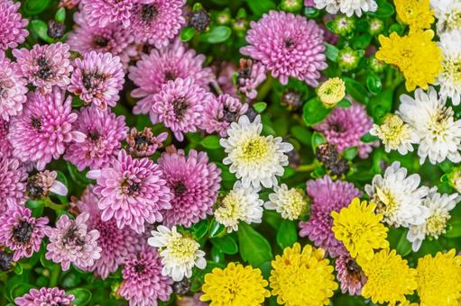 色とりどりの小菊の花畑 色とりどりの小菊の花畑 小菊,菊,花の写真素材