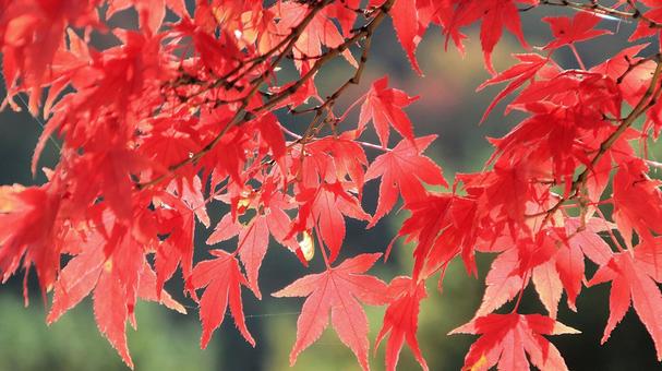 11月河口湖畔の紅葉 紅葉,秋,もみじの写真素材