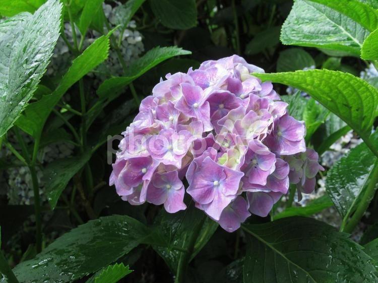雨とあじさい あじさい,紫陽花,アジサイの写真素材