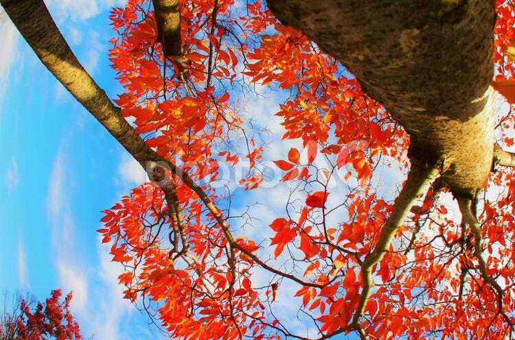 見上げた紅葉した街路樹 秋,秋のイメージ,紅葉の写真素材