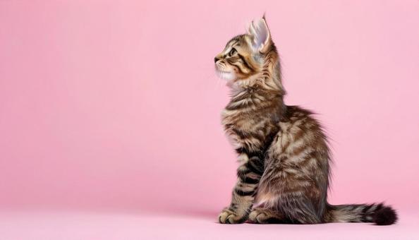 虎柄の子猫のポートレート キジトラ 虎柄の子猫のポートレート キジトラの写真