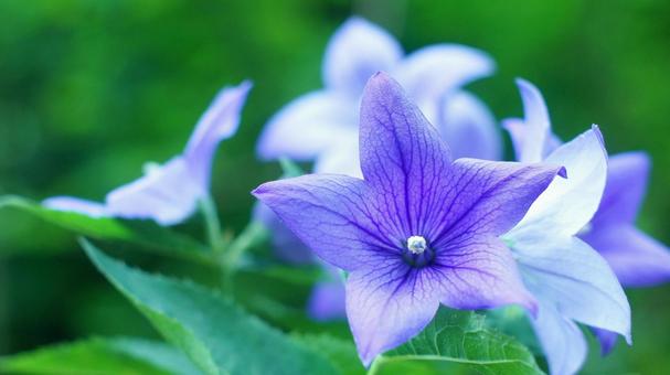 夏の花-307 夏の花-307の写真