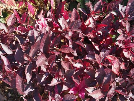 アカバセンニチコウ アカバセンニチコウ,植物,赤の写真素材