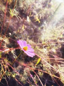 野原に咲くピンクのコスモス 野原に咲くピンクのコスモス 花,コスモス,花びらの写真素材