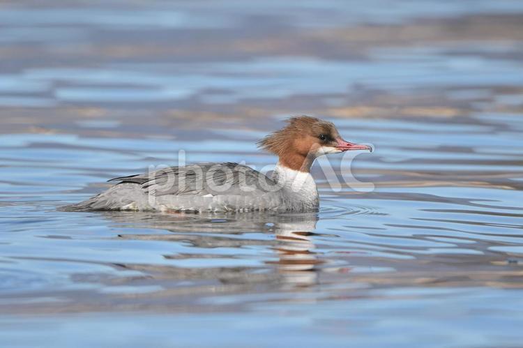 水面を泳ぐカワアイサの雌 冬,野鳥,カワアイサの写真素材