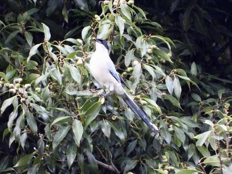どんぐりの実を咥えるオナガ 鳥,野鳥,オナガの写真素材