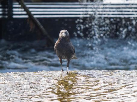 水辺のカラス 水辺のカラスの写真