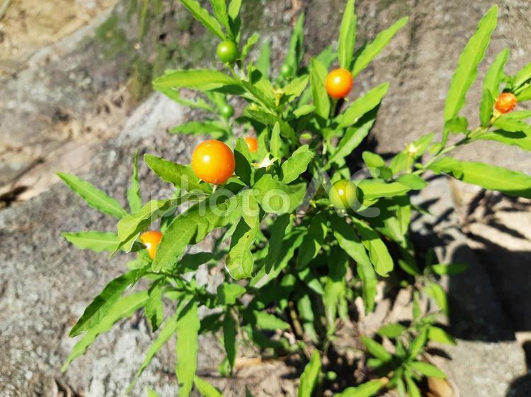 オレンジと緑のタマサンゴ（フユサンゴ） タマサンゴ,フユサンゴ,オレンジの写真素材