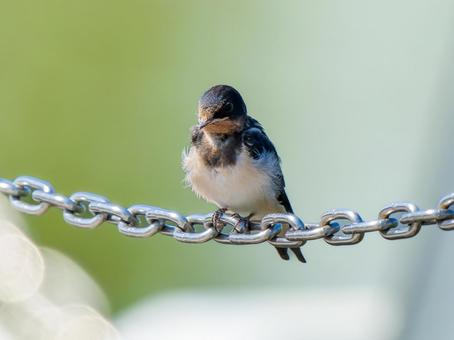 鎖にとまるツバメ 鎖にとまるツバメ ツバメ,燕,野鳥の写真素材